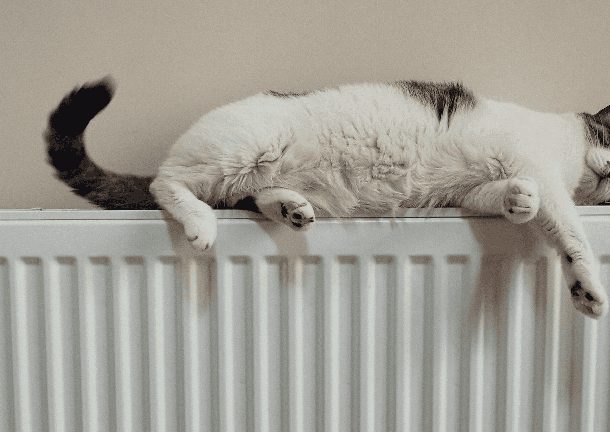 jdfboiler-cat