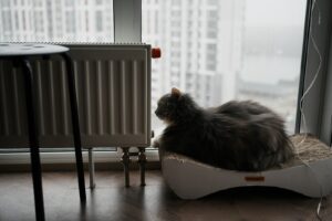 A fluffy grey cat likes baxi boilers